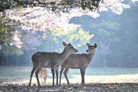 世界上的每一件东西都有自己的价值，我们也应该相信自己的力量和价值
