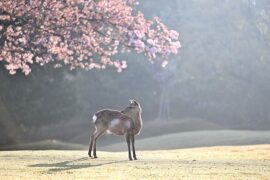 人的心就像一个百合，它有多少瓣，心就有多少个分岔