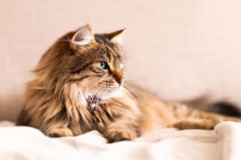 周邦彦《解语花·上元》全文及鉴赏