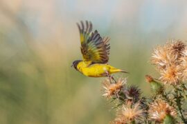 2023年国际护士节，护士励志名言