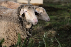 杜甫《寄韩谏议》全文及鉴赏