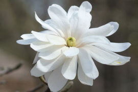 李白《梦游天姥吟留别》全文及鉴赏