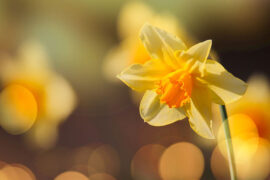 八面玲珑的同义词有哪些？