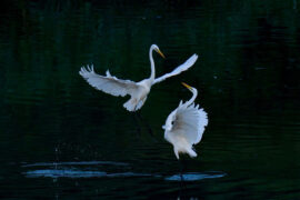 梧桐真不甘衰谢，数叶迎风尚有声