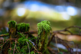 夜光之珠，不必出于孟津之河