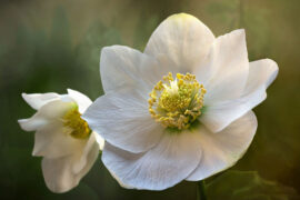 以不息为体，以日新为道