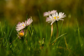 在一切痛苦与欢乐之下，生命仍然要静静地流逝，永不再重回