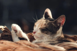 这个世界上，往前走的脚步和心跳只有自己方能听到