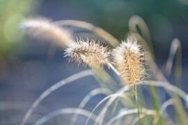 翘怎么组词？包含“翘”字的组词及成语大全