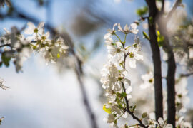 521护士节祝福的话语，句句暖人心