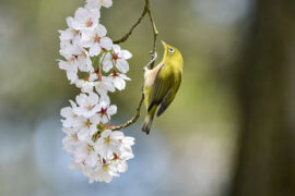 俊雅是褒义词吗？