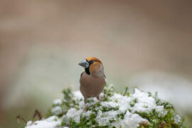 于今腐草无萤火，终古垂杨有暮鸦