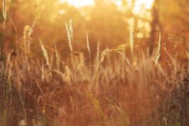 含怎么组词？包含“含”字的组词及成语大全