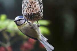 五月母亲节，感动的祝福语集锦