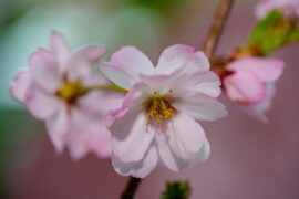 母亲节温馨短信祝福语