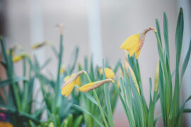 摆明的近义词有哪些？