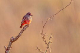 比起我们个人的看法来，公众舆论是一个软弱的暴君