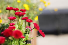 生命是一个又一个的轮回，人类的生命长河永无止境