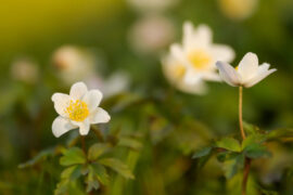 崔开潮《声声慢》歌词及评论赏析