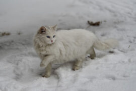 目不识丁是贬义词吗？