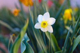 插花的近义词有哪些？