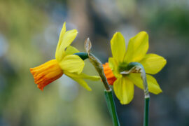 鲜花的近义词有哪些？