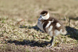 算卦的反义词有哪些？