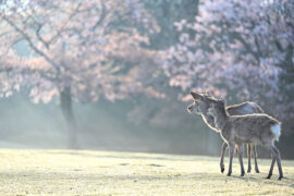 人人心中有盏灯，强者经风不熄，弱者随风即灭