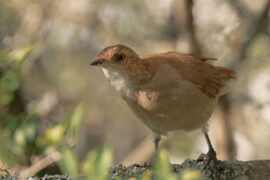 你是四月早天里的云烟，黄昏吹着风的软
