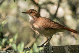 奴颜媚骨是贬义词吗？