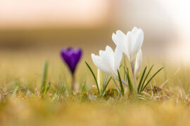 安如磐石的同义词有哪些？