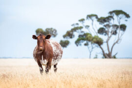 哀切的同义词有哪些？