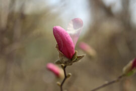 杜甫《韦讽录事宅观曹将军画马图》全文及鉴赏