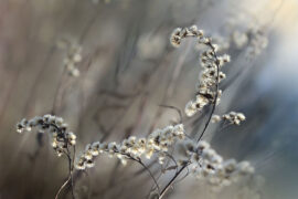 韦应物《秋夜寄邱员外》全文及鉴赏
