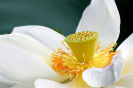 2023端午节的温馨短信祝福语