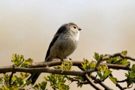 一身正气是褒义词吗？