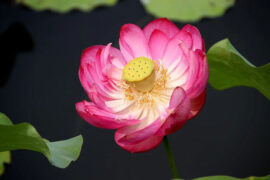 美妙的反义词有哪些？