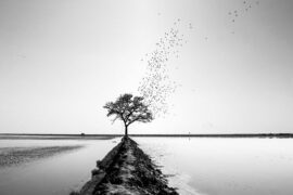 寂寞是心的一种疾病，单独是一种治疗