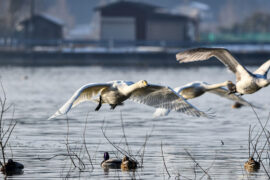 运筹帷幄-褒义词