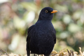 竟然的反义词有哪些？