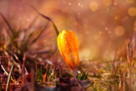 美德的反义词有哪些？