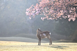 美化的反义词有哪些？
