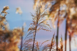 2022年父亲节写给爸爸的话