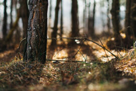 父亲节，英语贺卡祝福语（二）