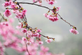 李清照《点绛唇·闺思》全文及鉴赏