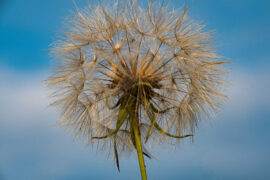 常建《春词·阶下草犹短》全文及鉴赏