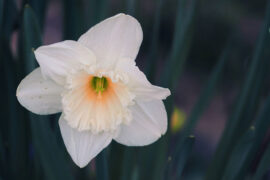 刘允济《怨情·玉关芳信断》全文及鉴赏