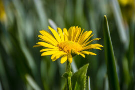 刘均《听闻远方有你》歌词及评论赏析