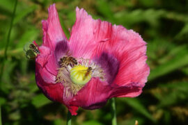 暴富的近义词有哪些？