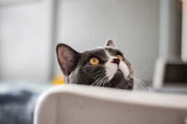 矮小的同义词有哪些？